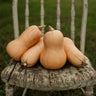 Butterbush Squash