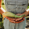 Butterbush Squash