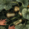 Butterbush Squash