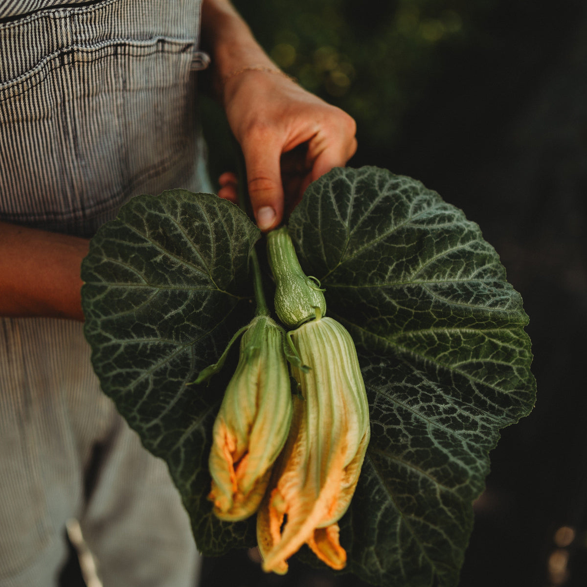 Butterbush Squash