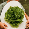 Buttercrunch Lettuce