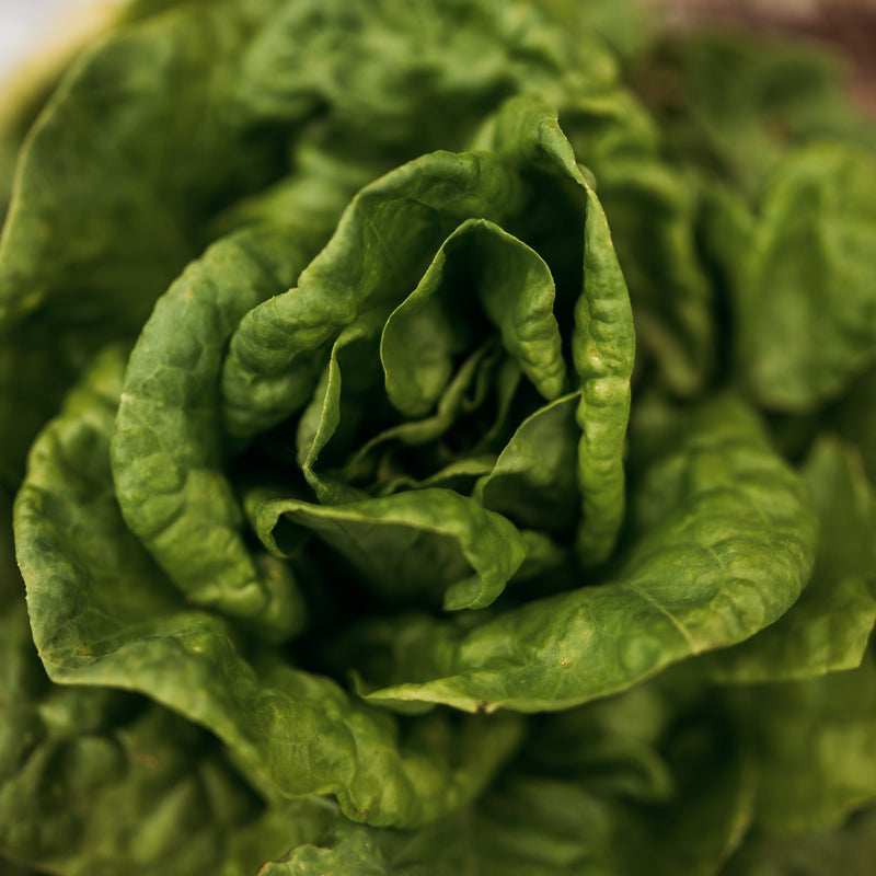 Buttercrunch Lettuce