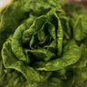 Buttercrunch Lettuce