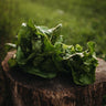 Buttercrunch Lettuce