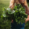 Buttercrunch Lettuce