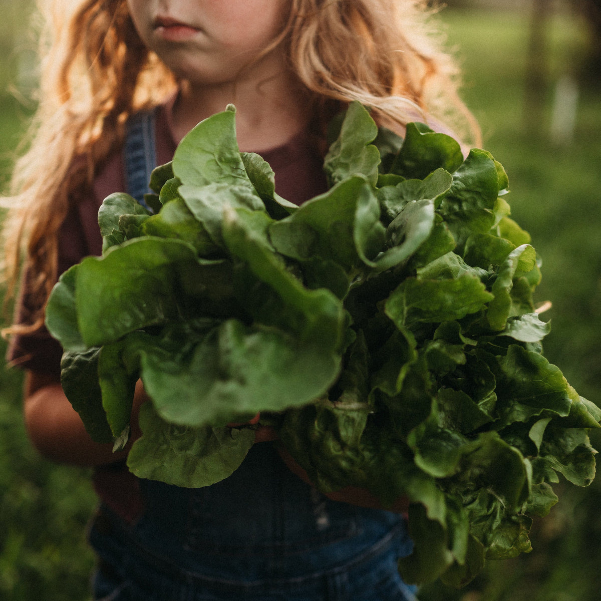 Buttercrunch Lettuce