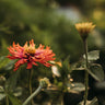 Cactus Flowered Zinnia Mix