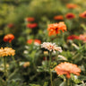 Cactus Flowered Zinnia Mix