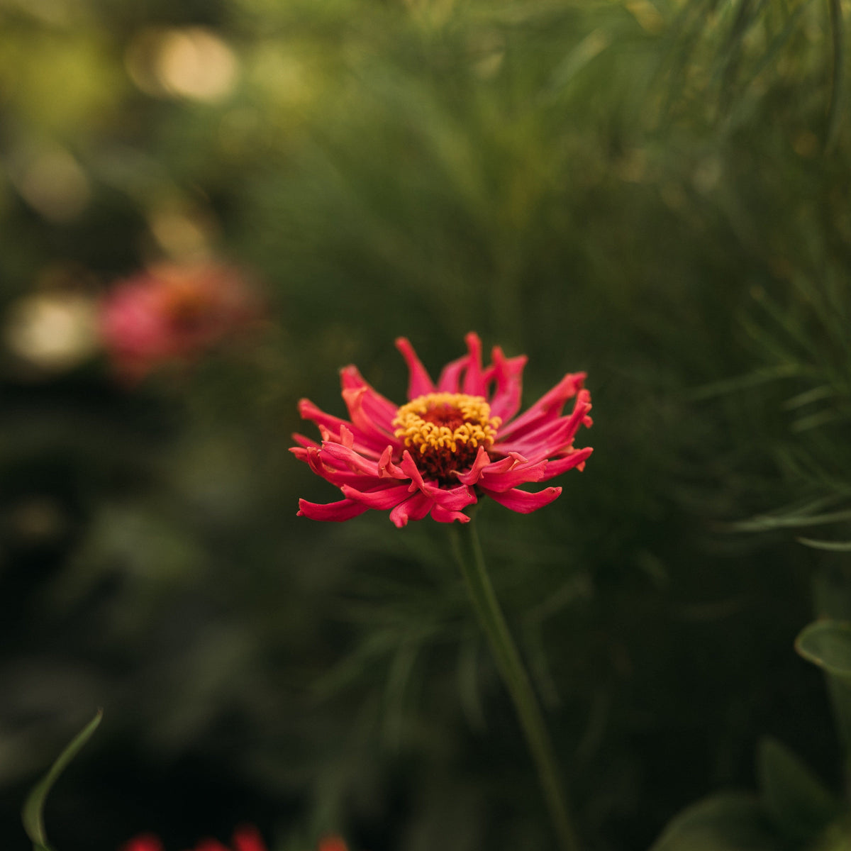 Cactus Flowered Zinnia Mix