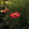 Cactus Flowered Zinnia Mix