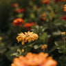 Cactus Flowered Zinnia Mix