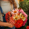 Cactus Flowered Zinnia Mix