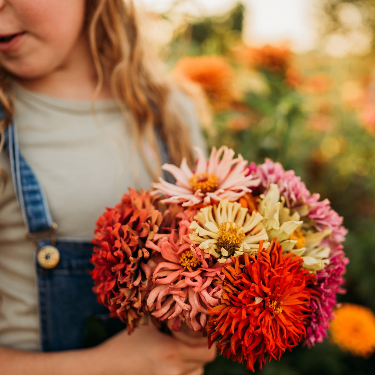 Cactus Flowered Zinnia Mix