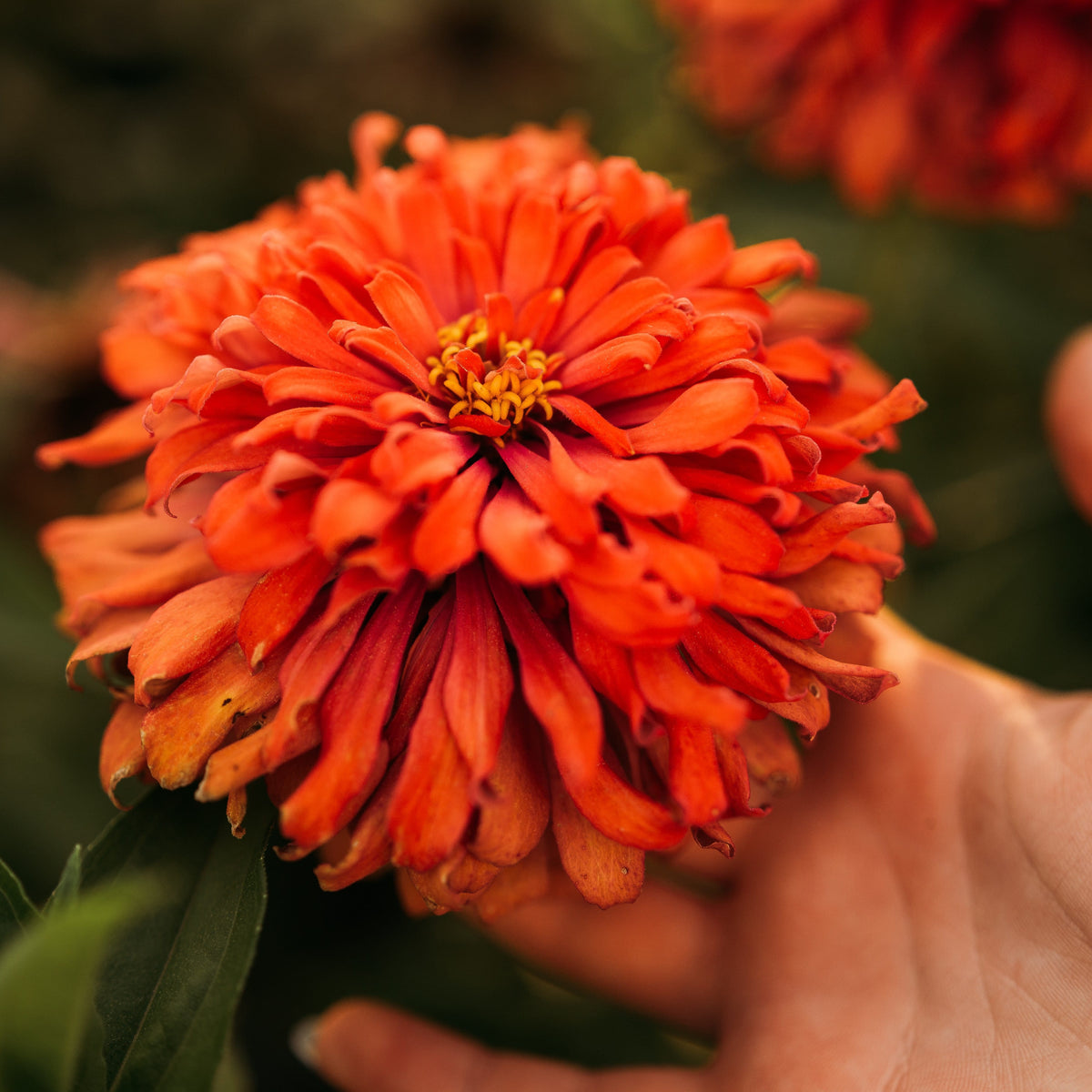 Cactus Flowered Zinnia Mix