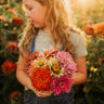 Cactus Flowered Zinnia Mix