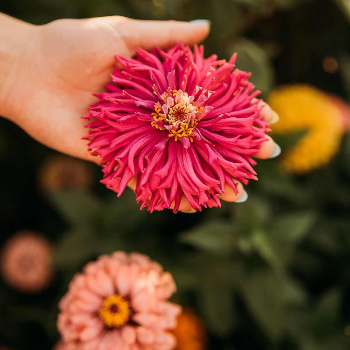 Cactus Flowered Zinnia Mix