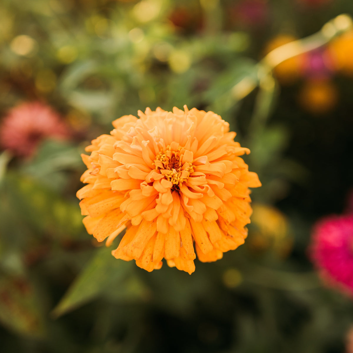 Cactus Flowered Zinnia Mix