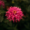 Cactus Flowered Zinnia Mix