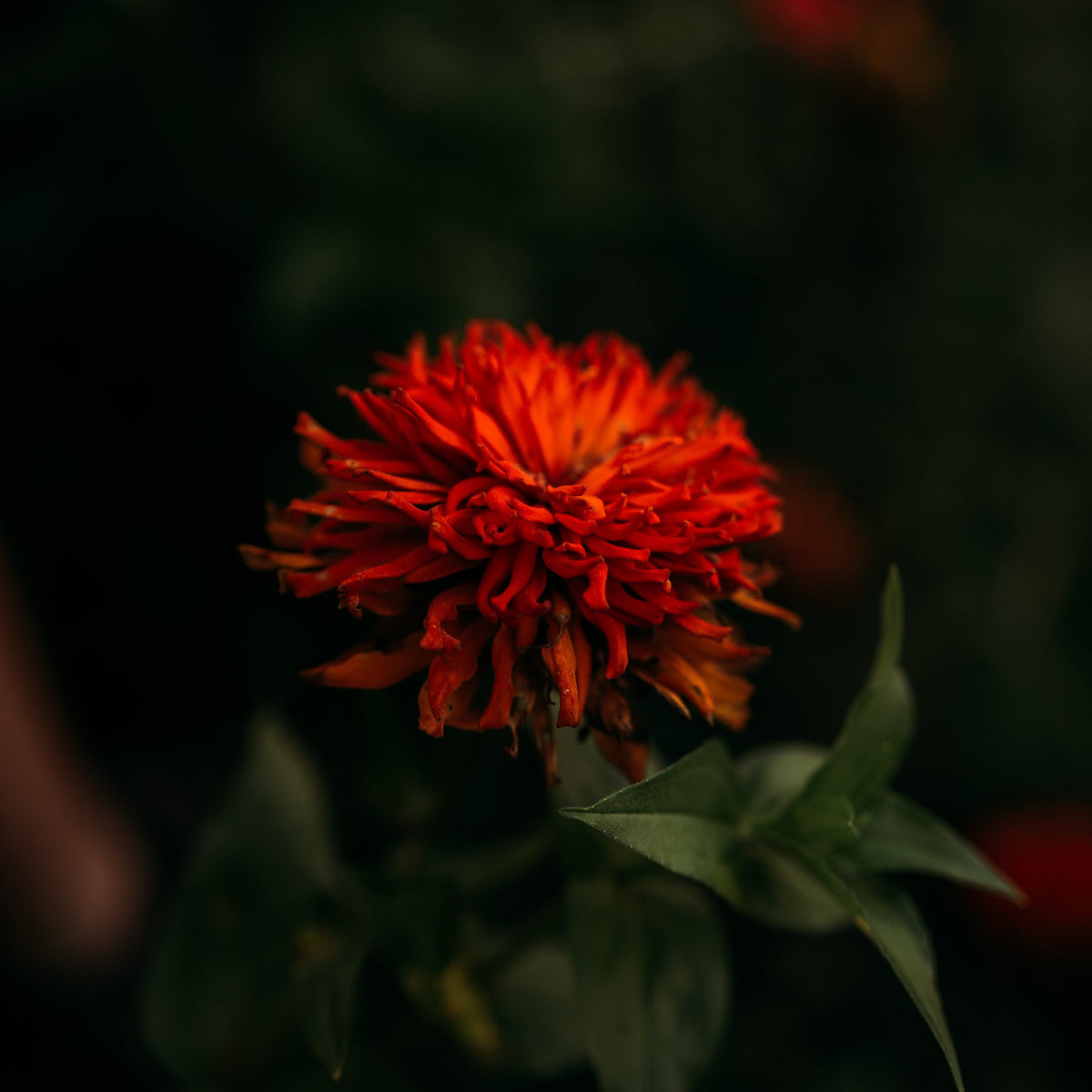 Cactus Flowered Zinnia Mix