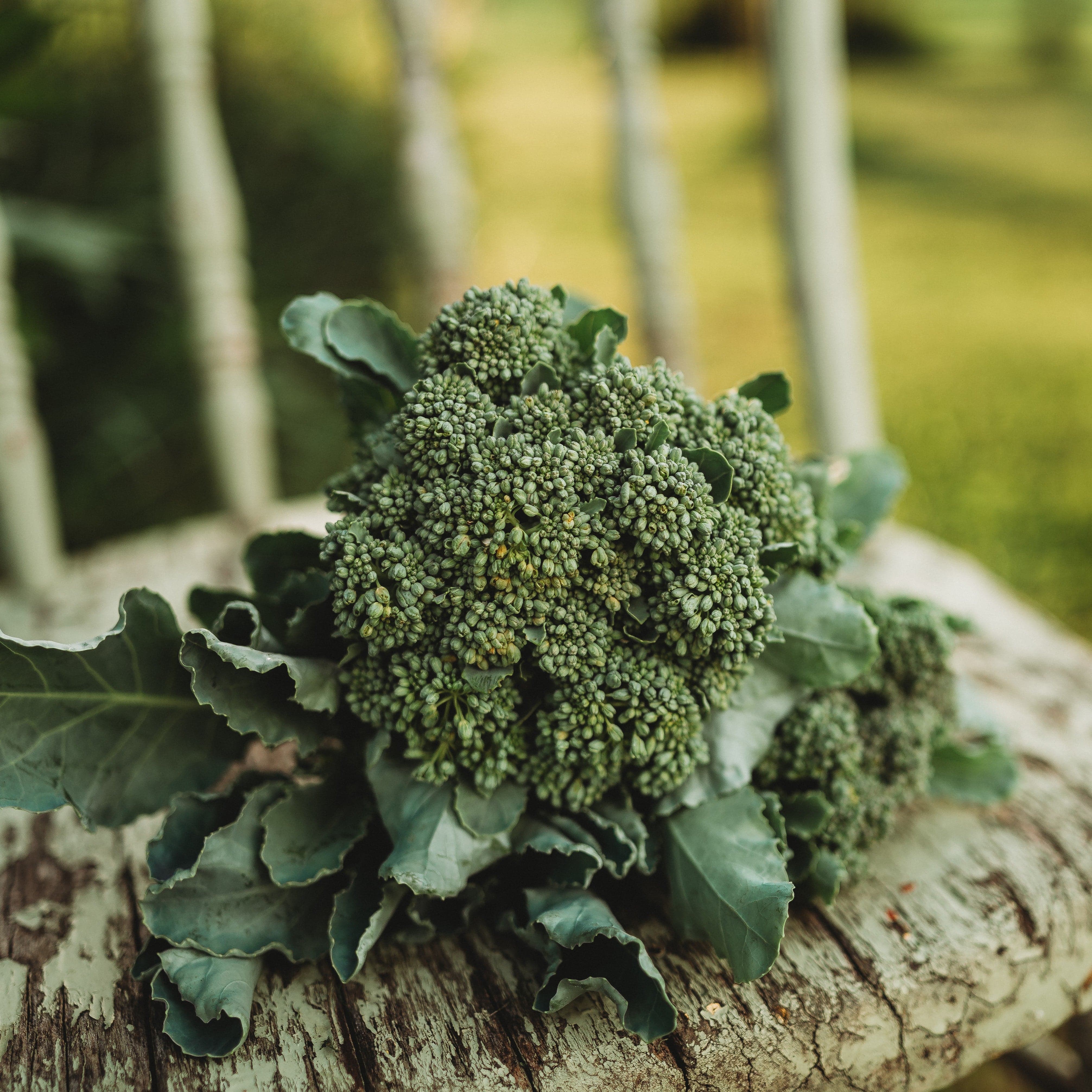 Calabrese Green Sprouting Broccoli - Thresh Seed Co.