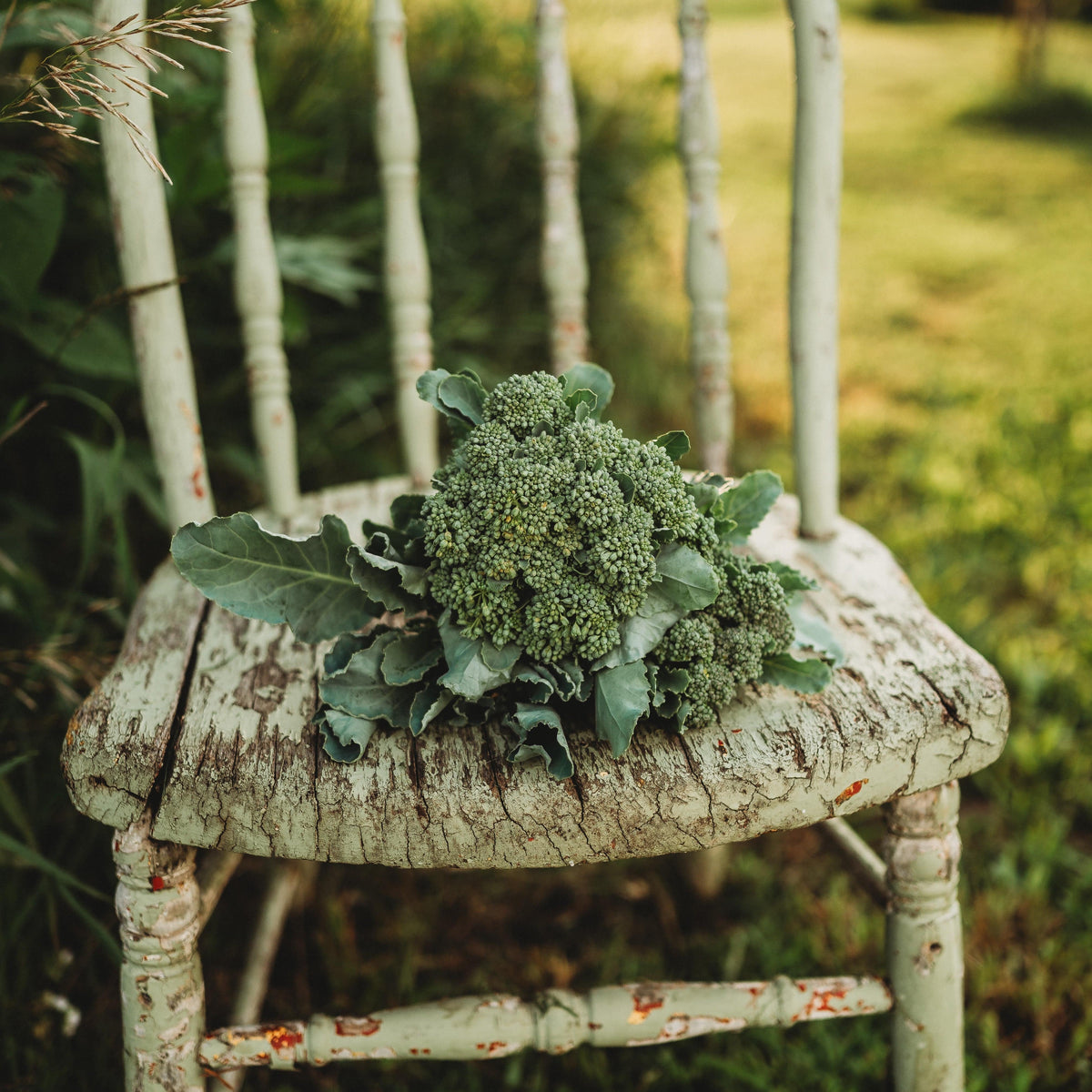 Calabrese Green Sprouting Broccoli