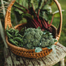 Calabrese Green Sprouting Broccoli