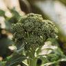 Calabrese Green Sprouting Broccoli
