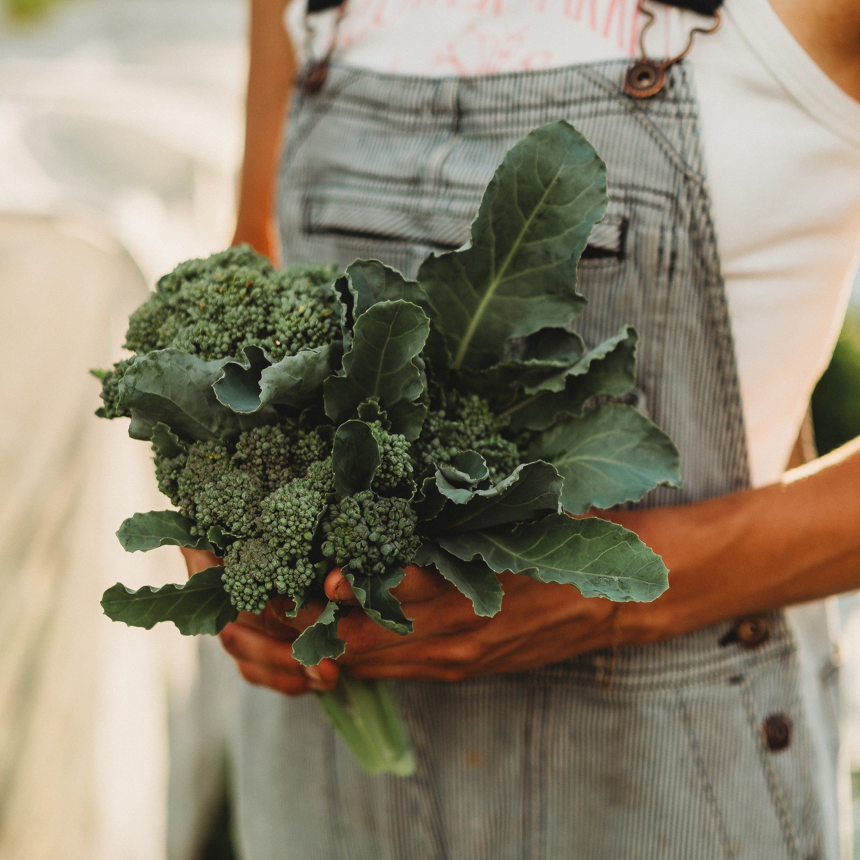 Barletta グリーン　ビジュー Calabrese Green Sprouting Broccoli - Thresh Seed Co.