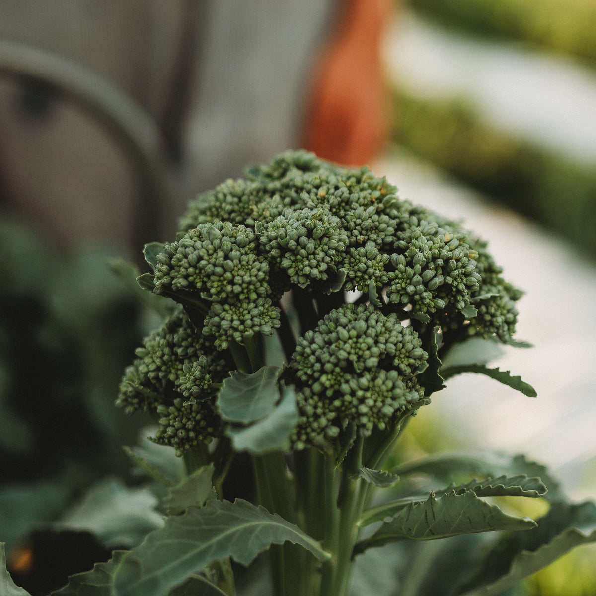 Calabrese Green Sprouting Broccoli