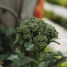 Calabrese Green Sprouting Broccoli