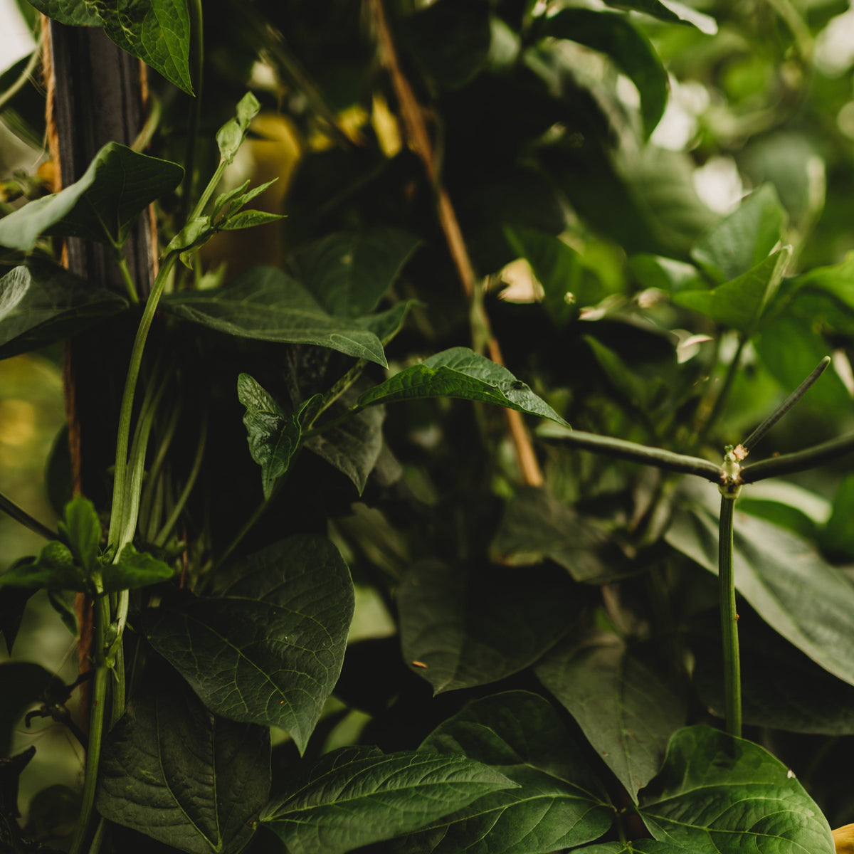 Calico Crowder (Hereford) Pea