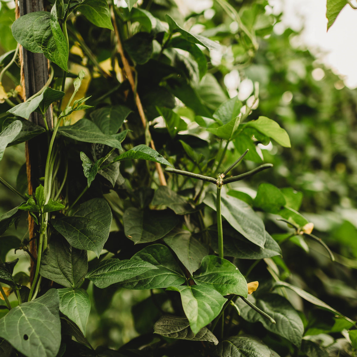Calico Crowder (Hereford) Pea