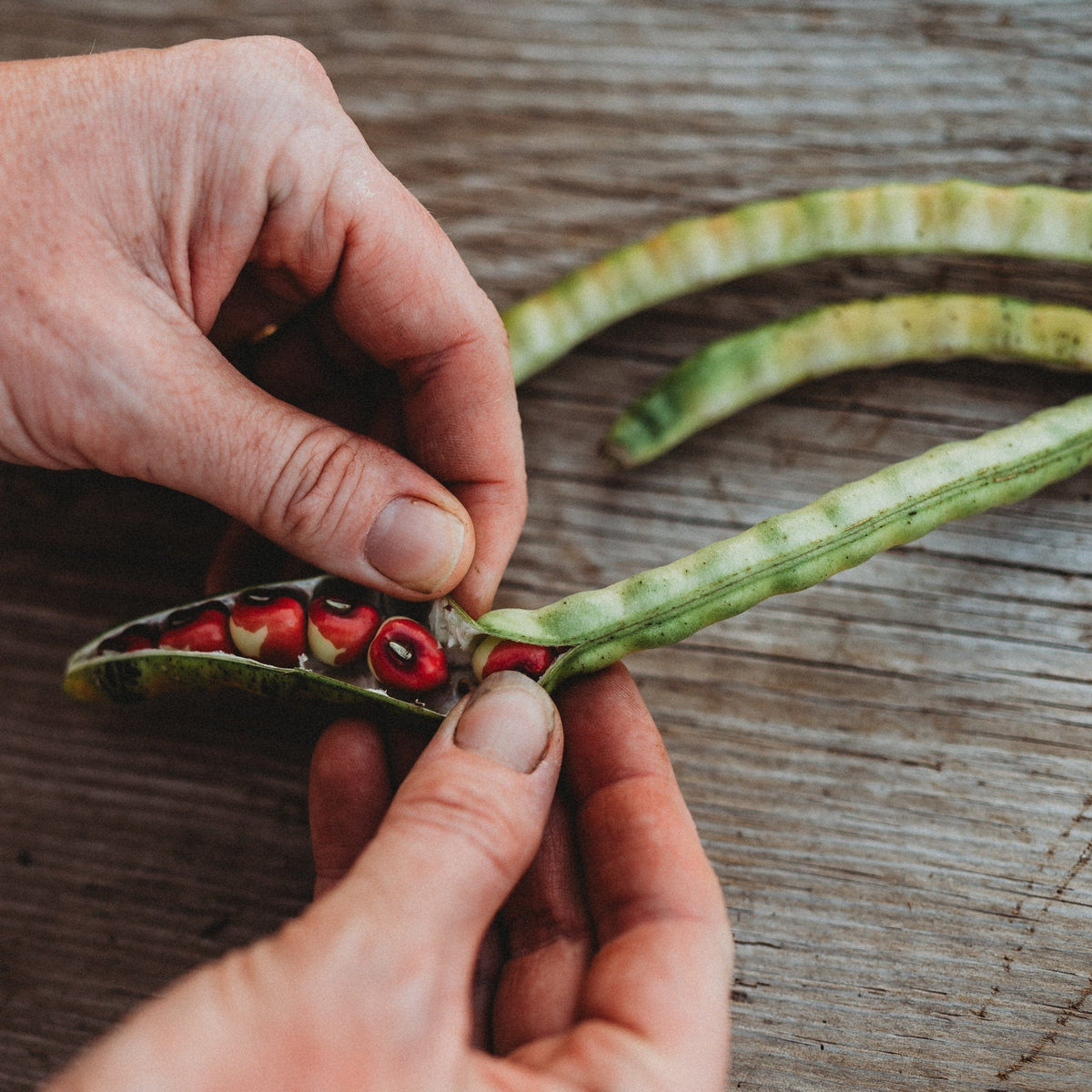 Calico Crowder (Hereford) Pea