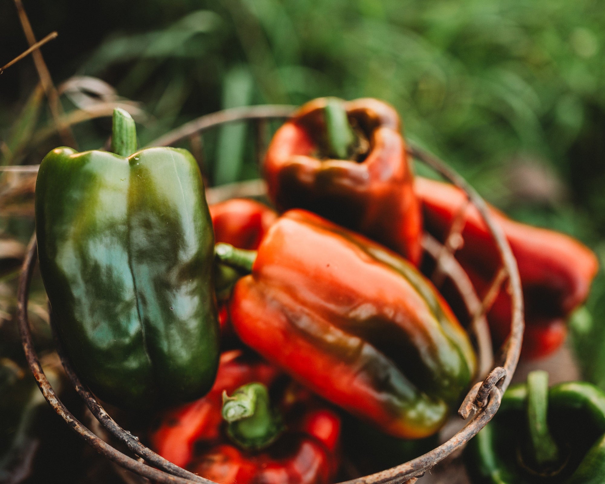 California Wonder Pepper - Thresh Seed Co.