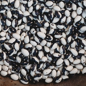 Calypso Shelling Bean