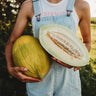 Canary Melon