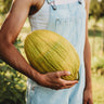 Canary Melon