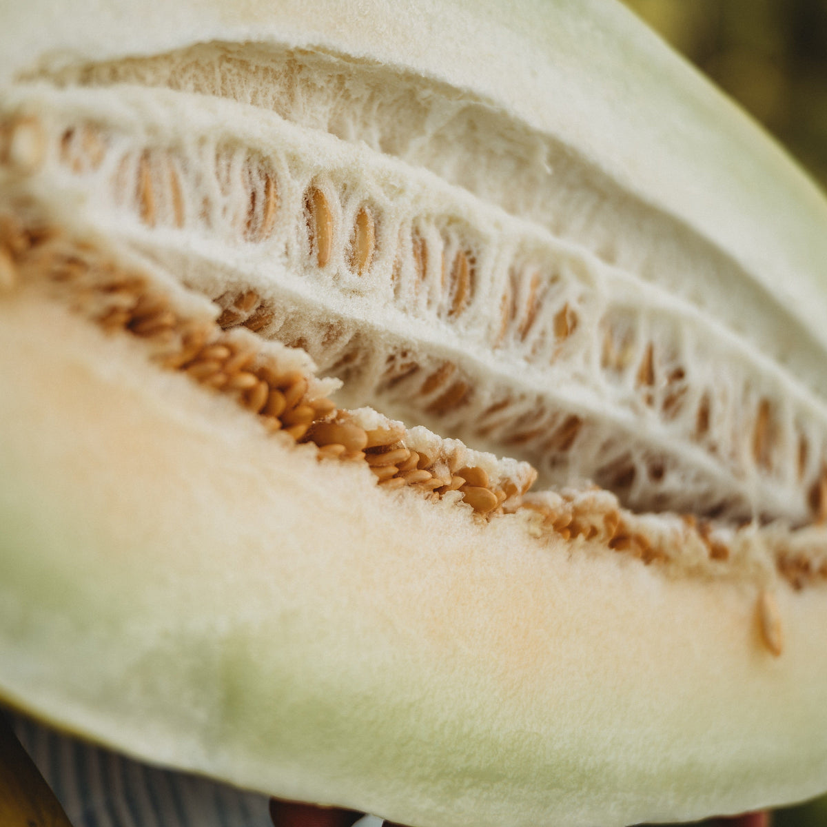 Canary Melon