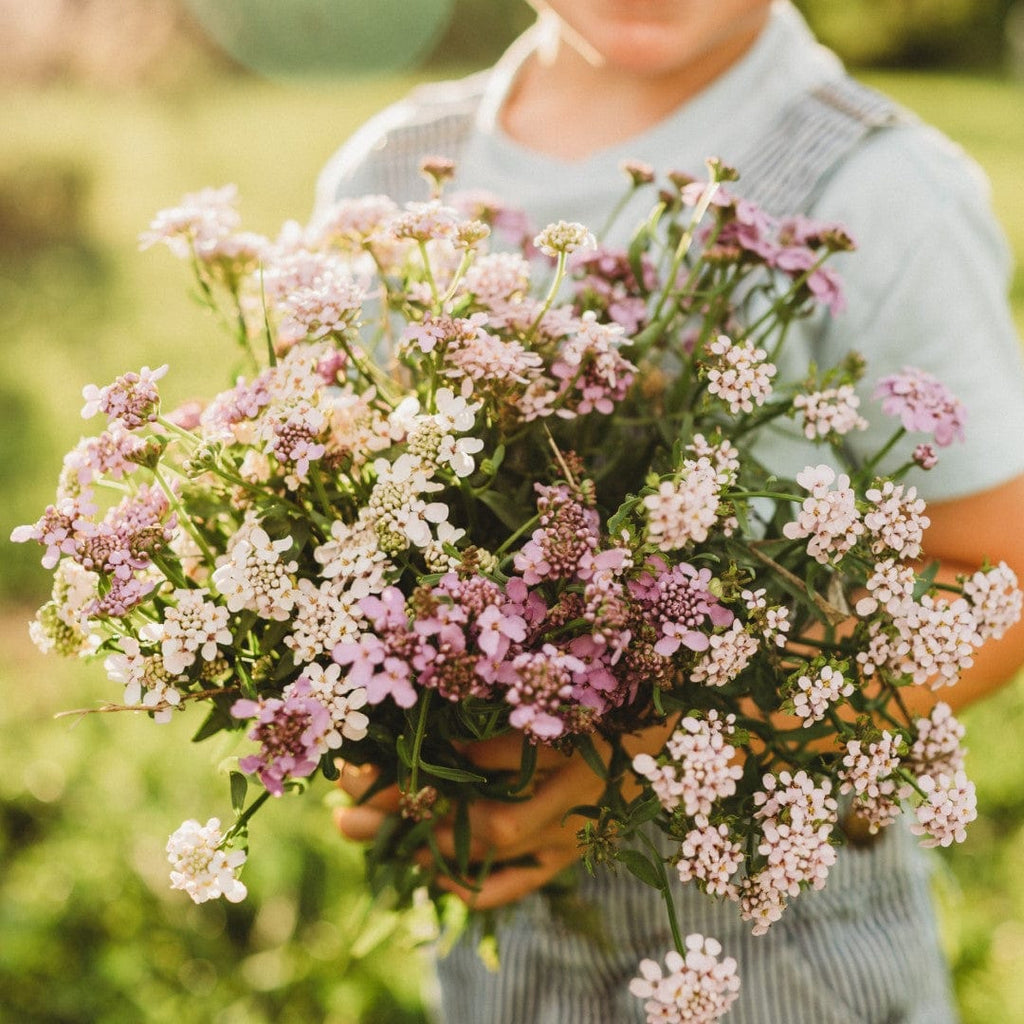 candytuft flower seeds Candytuft Dwarf Fairy Mix, Packet (250 Seeds)