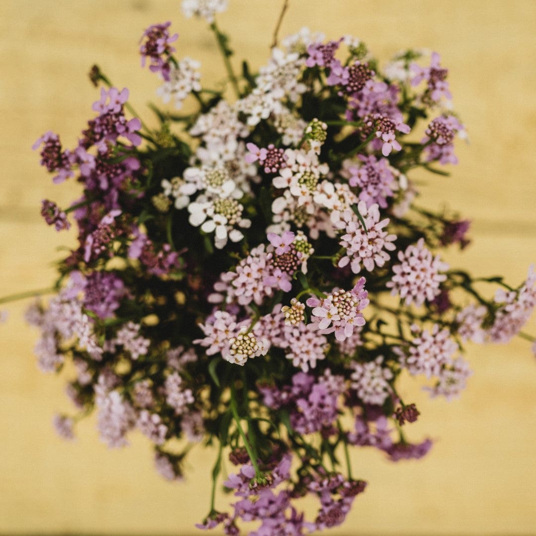 Candytuft Dwarf Fairy Mix