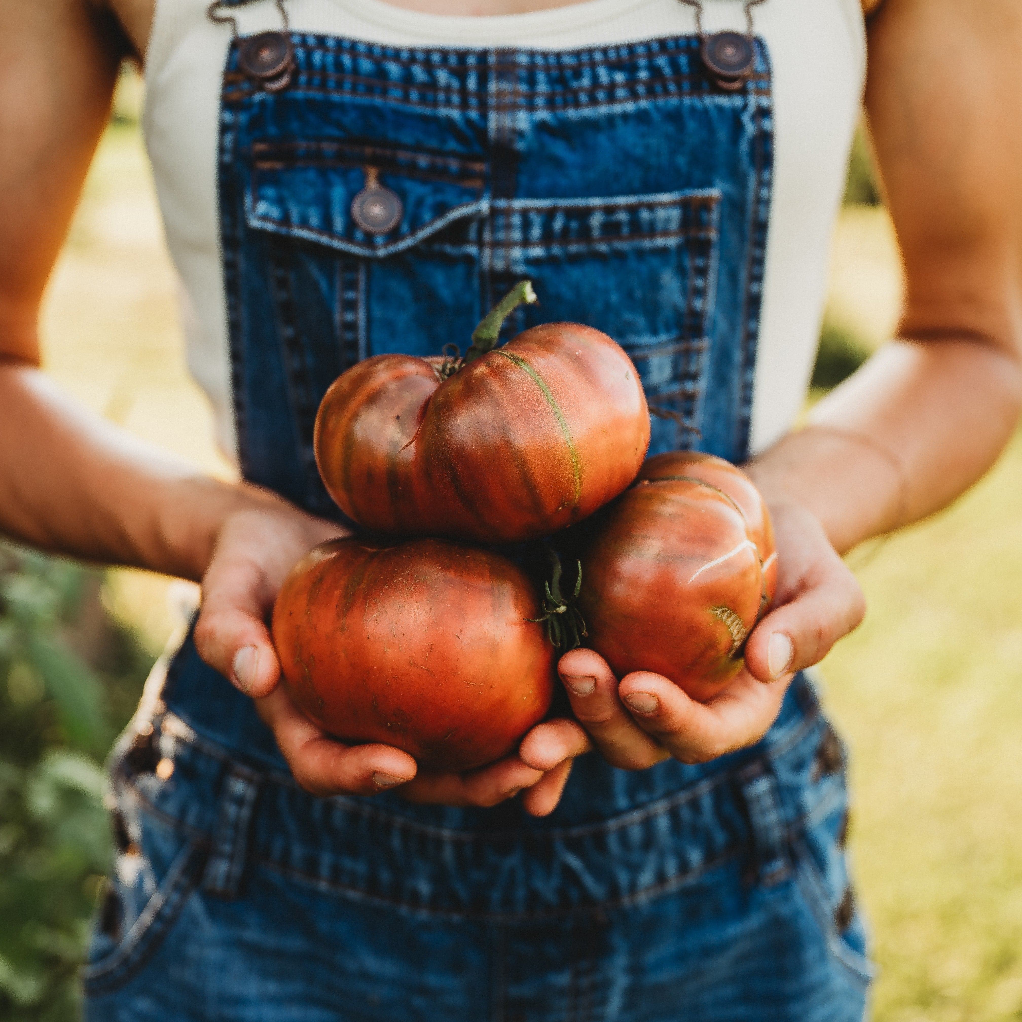 Carbon Tomato - Thresh Seed Co.