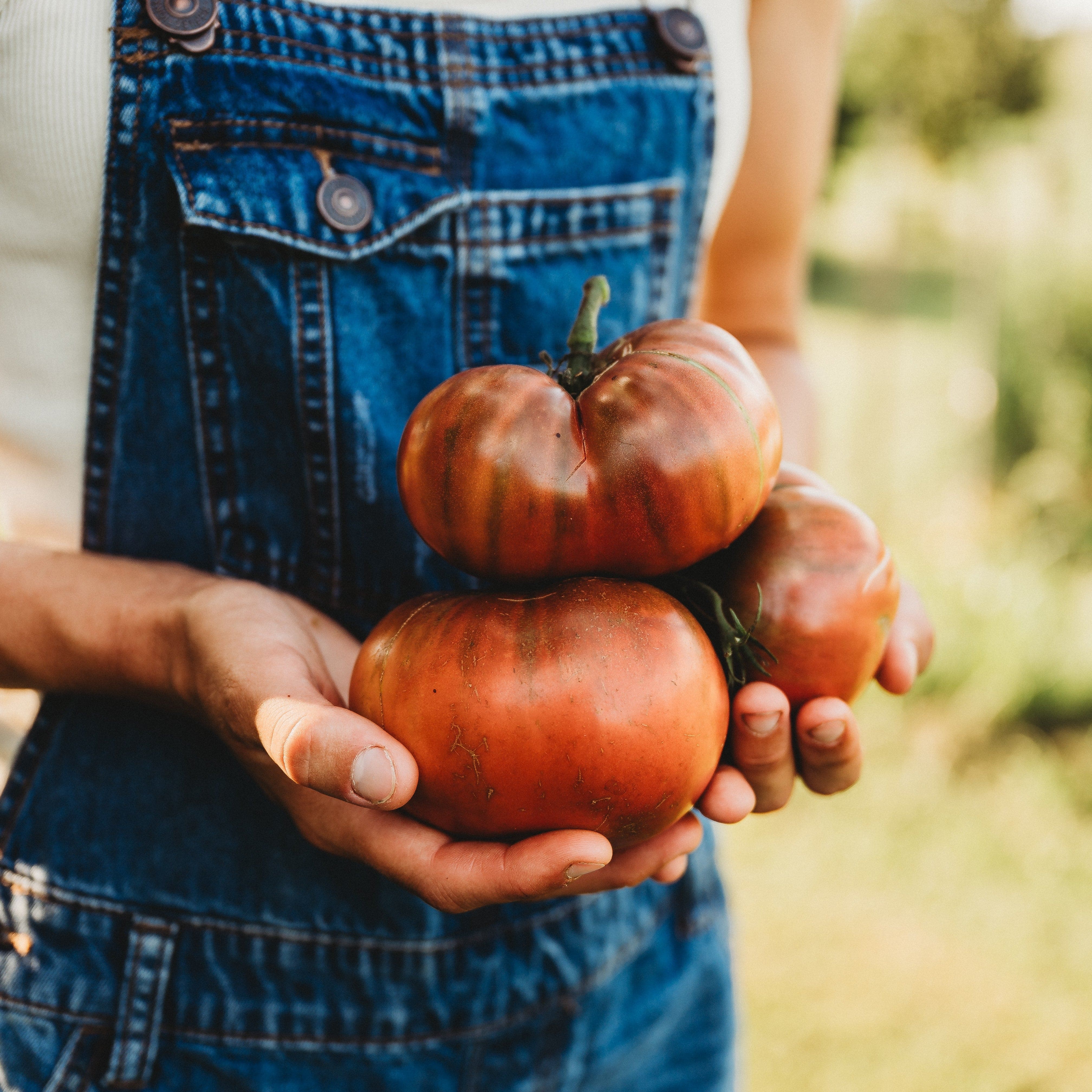 Carbon Tomato - Thresh Seed Co.