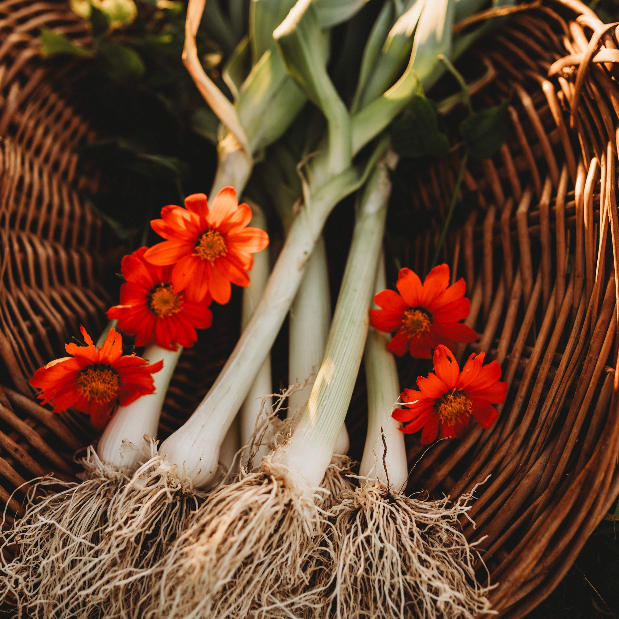 plant leek seeds Carentan Leek