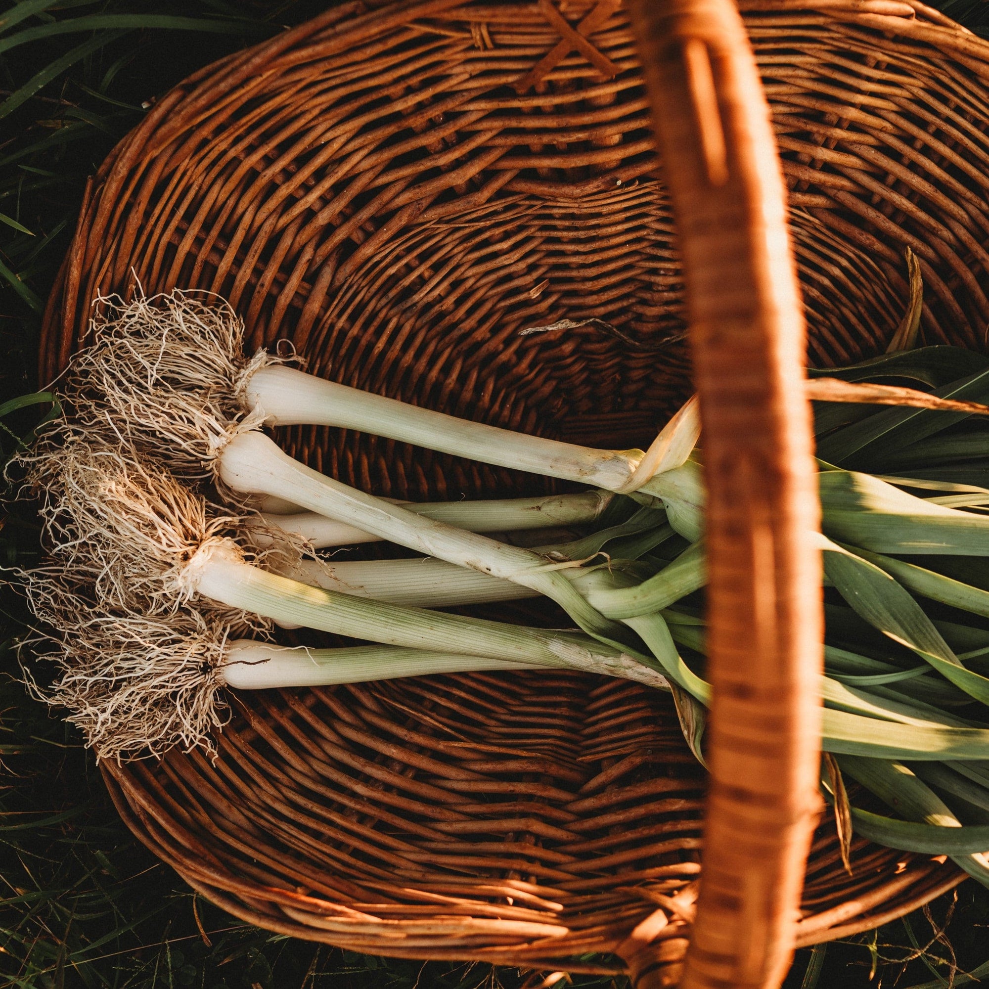 plant leek seeds Carentan Leek
