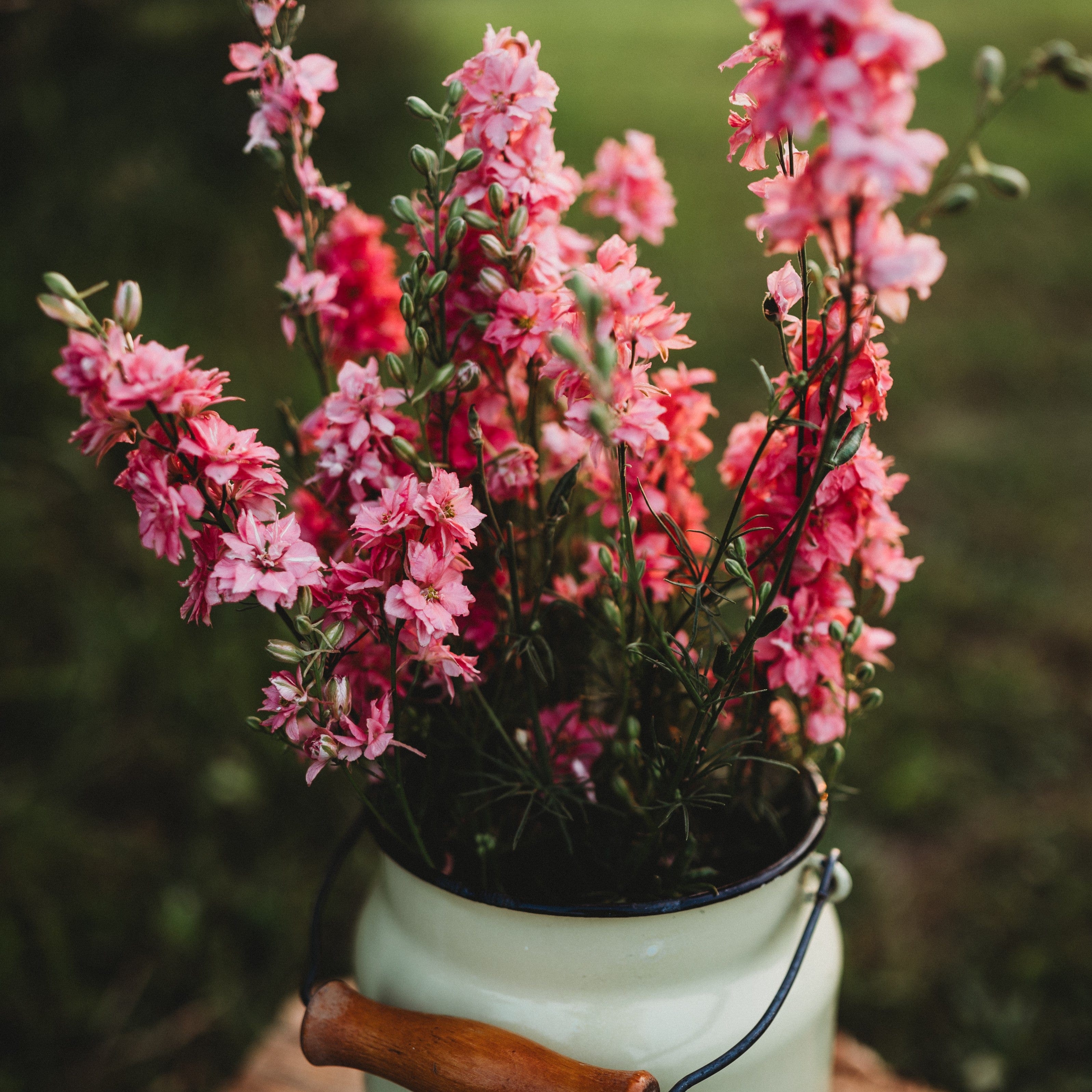 Carmine Falls Pink Larkspur - Thresh Seed Co.