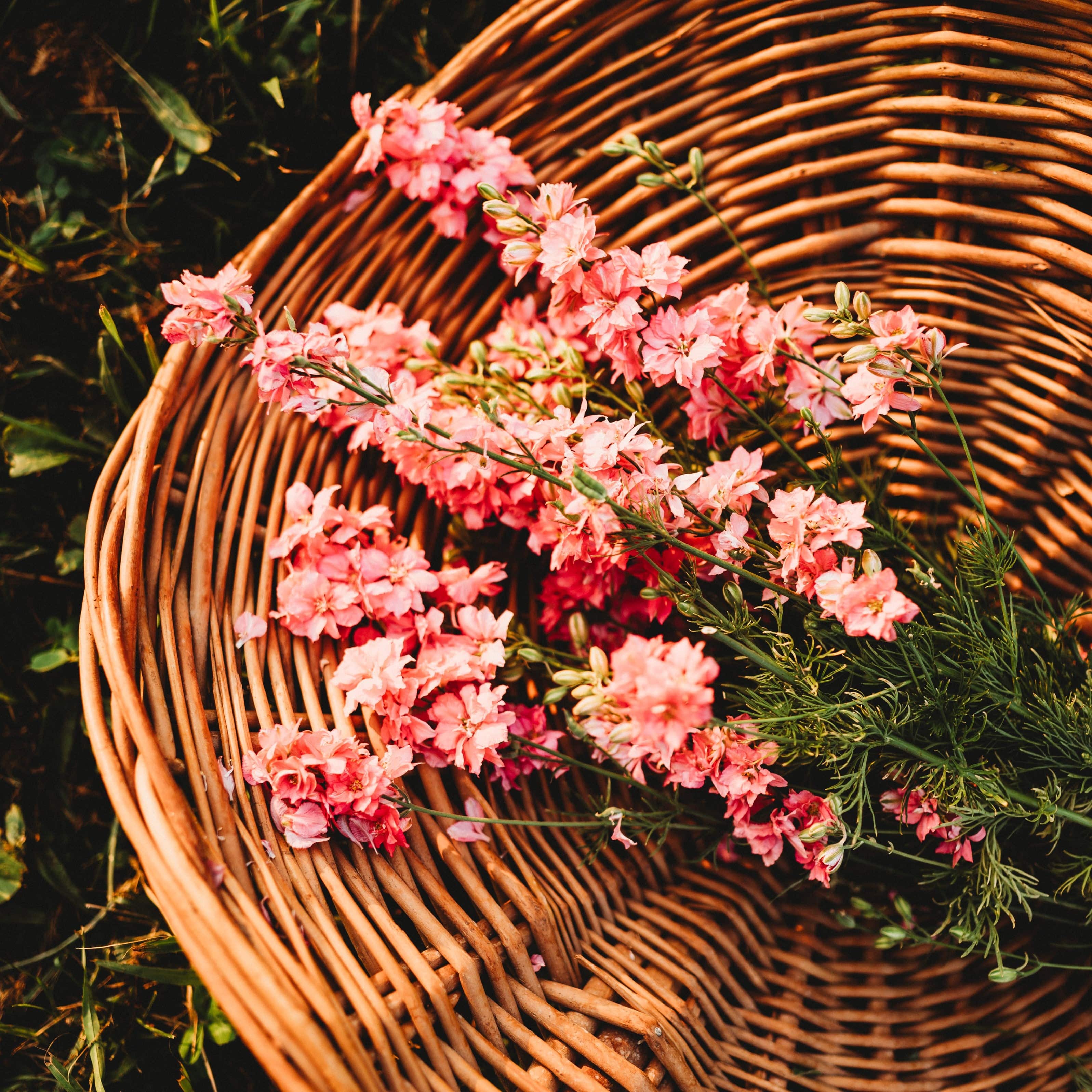 Carmine Falls Pink Larkspur - Thresh Seed Co.
