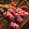 Carmine Pink Larkspur
