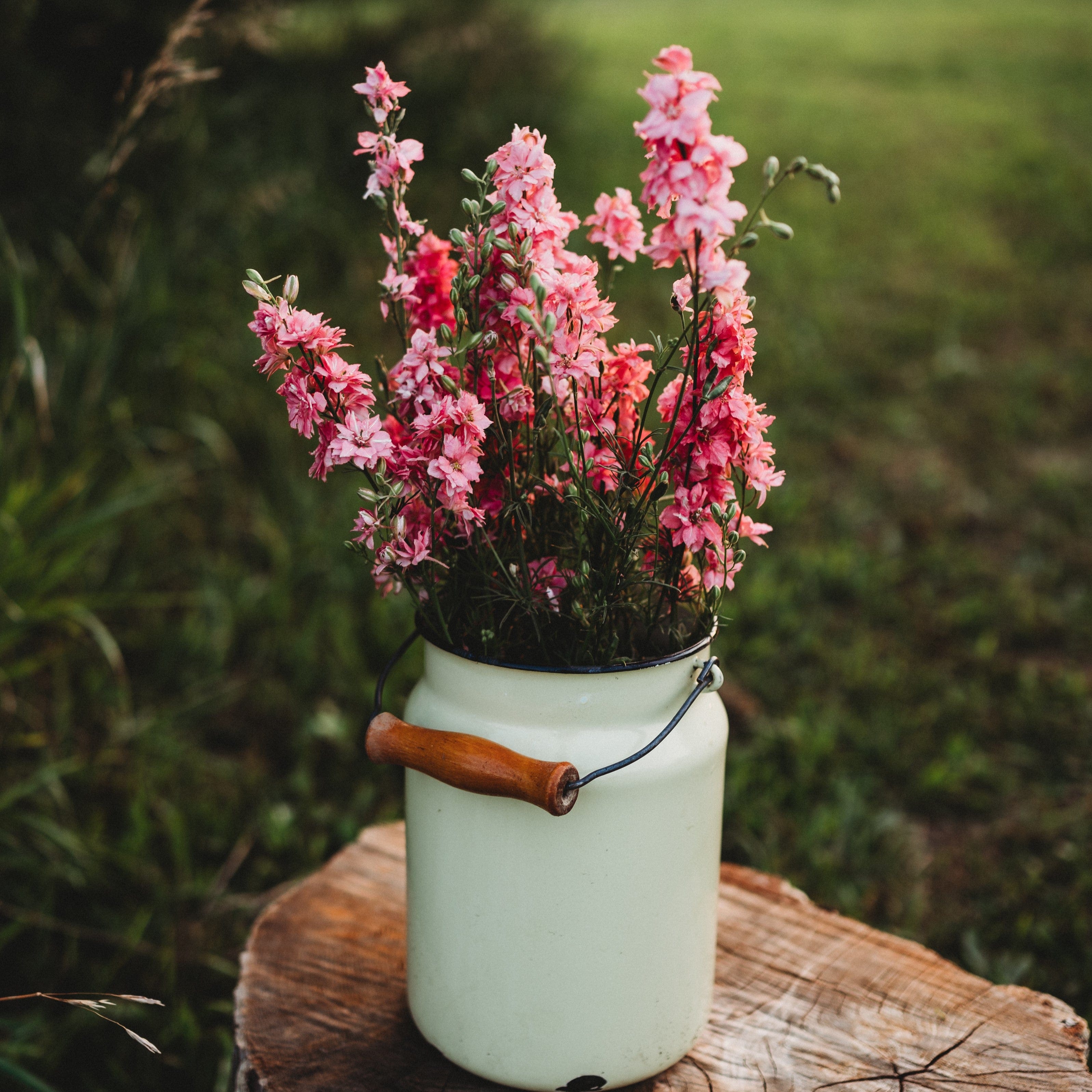 Carmine Falls Pink Larkspur - Thresh Seed Co.