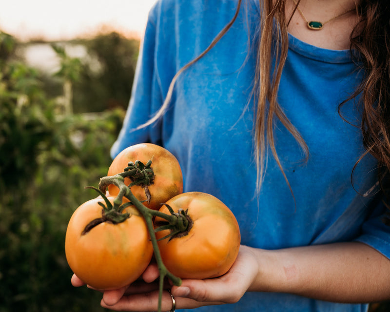 Carolina Yellow Tomato