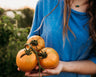 Carolina Yellow Tomato